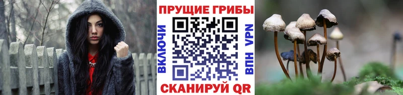 Галлюциногенные грибы Psilocybe где можно купить наркотик darknet состав Шадринск
